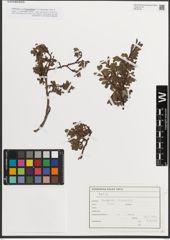 Foto von Salix L.